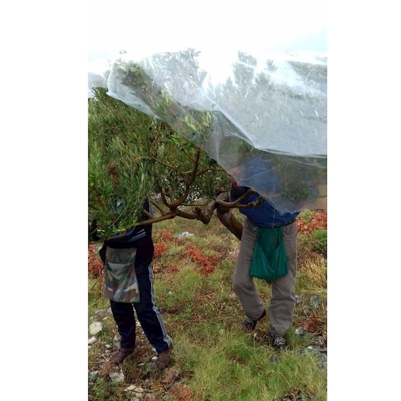 Najlon preko stabla, i berba može nastaviti. :)