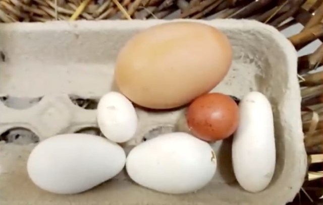 #12 "Jaja koja su naše kokoši izlegle čudnog su oblika."