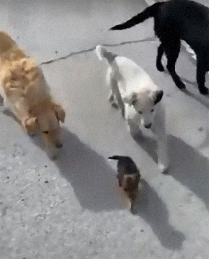 Smesten ima puno braće i sestara s kojima se može igrati, iako je mnogo manji od njih.