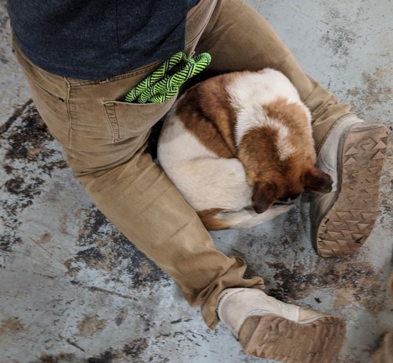 “Dok sam čistio zidove u skloništu za pse, ovaj se pas sklupčao između mojih nogu. I to je činio svaki put kad bih se preselio na novo mjesto. "