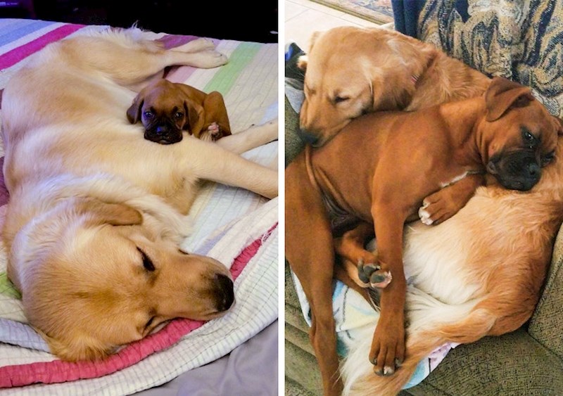 "Ovo su Tyson i Snickers. Tijekom godina, usavršili su spavanje. "