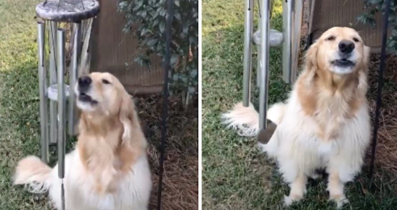 VIDEO Ova zlatna retriverica prava je glazbenica, osim što pjeva zna i svirati