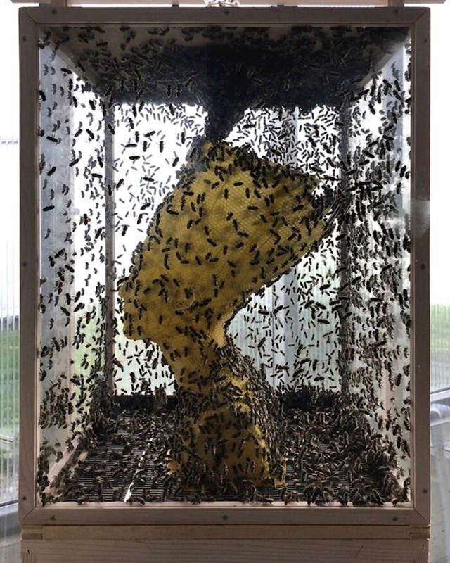 Stvorio je 3D model na kojem je kasnije radilo preko 60 000 pčela.