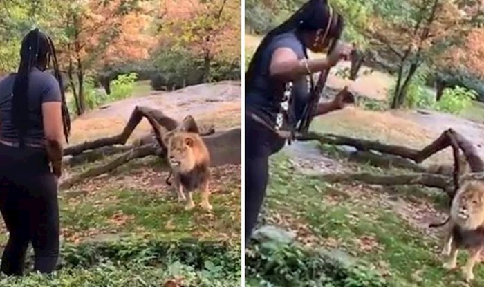 VIDEO Ova žena popela se u prostor s lavovima u zoološkom vrtu u New Yorku kako bi im se javila