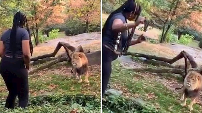 VIDEO Ova žena popela se u prostor s lavovima u zoološkom vrtu u New Yorku kako bi im se javila