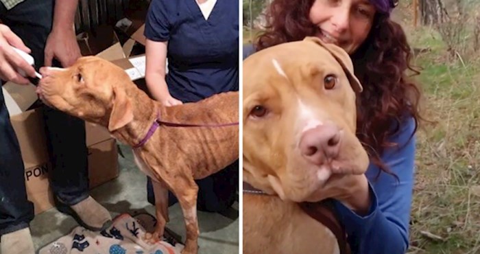 VIDEO Pogledajte prekrasnu transformaciju ovog izgladnjelog psa