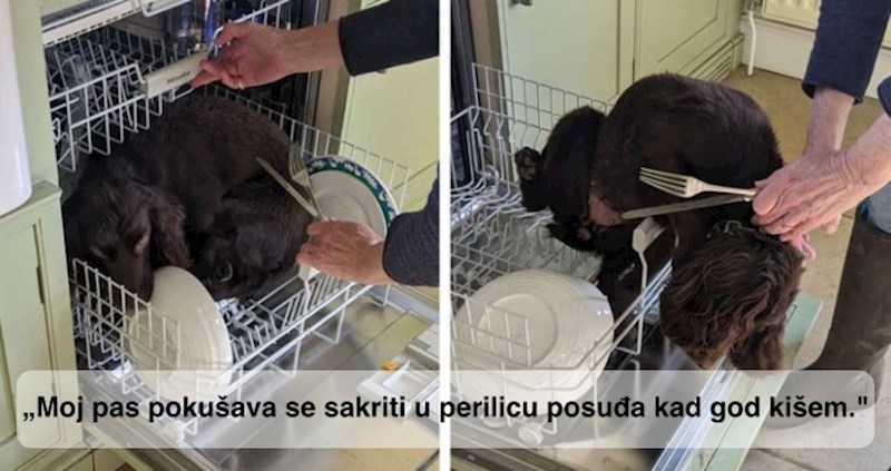 17 fotki presmiješnih ljubimaca koje dokazuju zašto ih toliko volimo