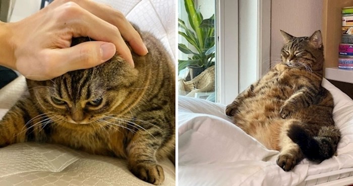 Ova bucmasta mačka ima najsmješnije poze, a na Instagramu je prati čak 302 tisuće ljudi