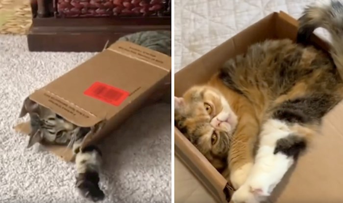 VIDEO Mačke kad je pitanje darivanja zanima samo jedna stvar