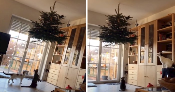 VIDEO Čak ni viseće drvce neće zustaviti ove znatiželjne mačke