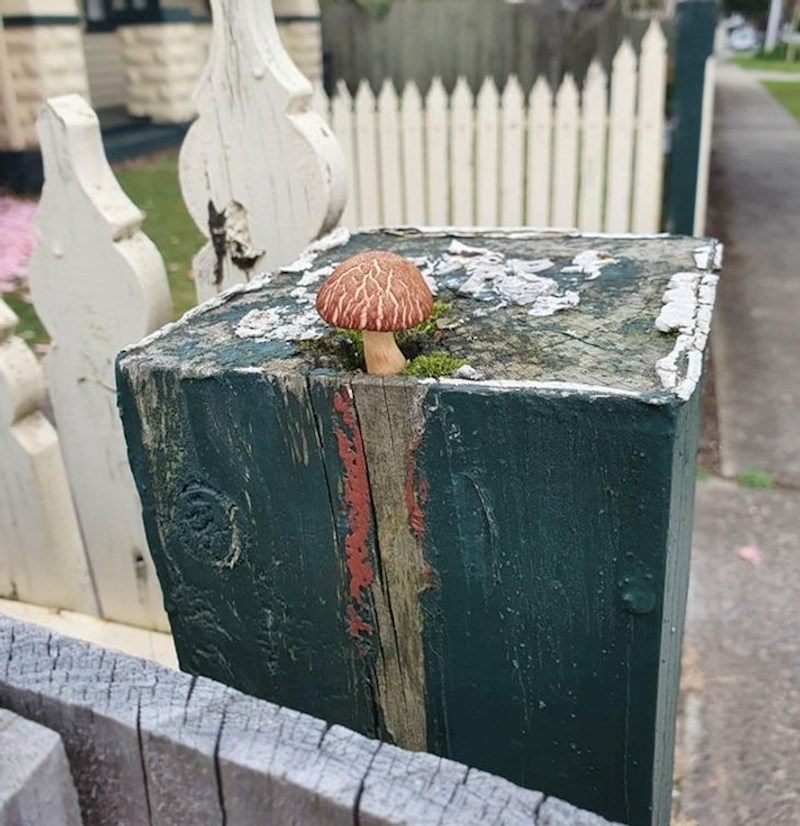 12. "Upravo sam pronašao ovu malu gljivicu."