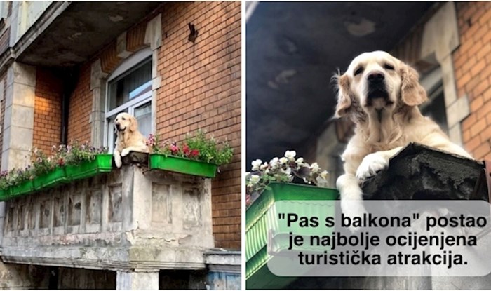 Ovaj zlatni retriver postao je lokalna atrakcija za turiste u jednom poljskom gradu