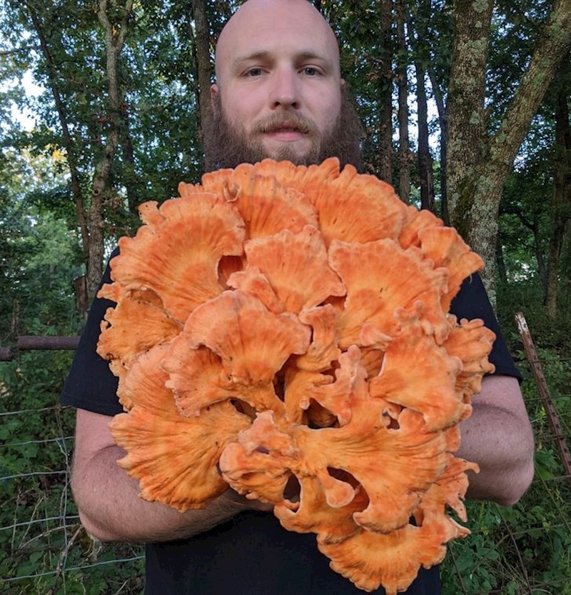 "Ova velika narančasta gljiva koju sam danas pronašao!"