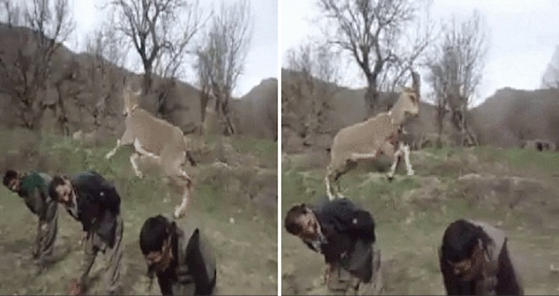 Ova talentirana koza spremna je svoje umijeće podijeliti s cijelim svijetom