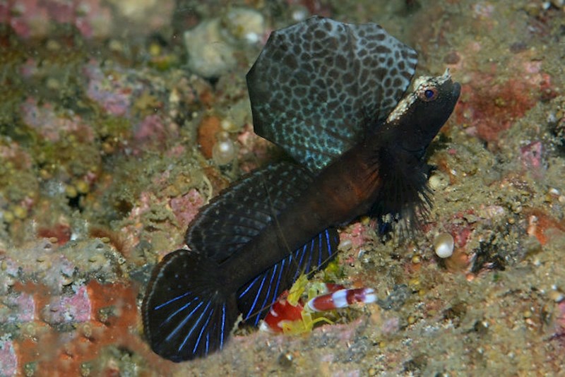 #3 Tomiyamichthys Emilyae