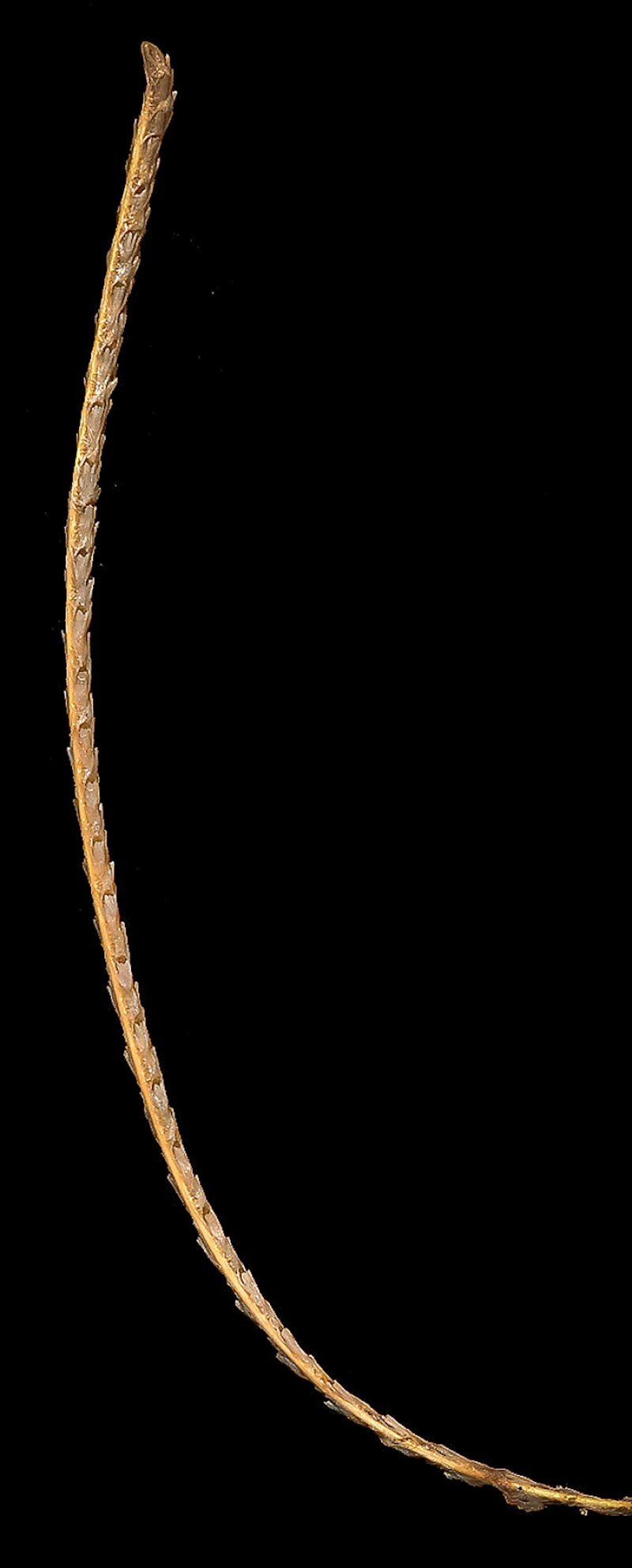 #15 Protoptilum Nybakkeni