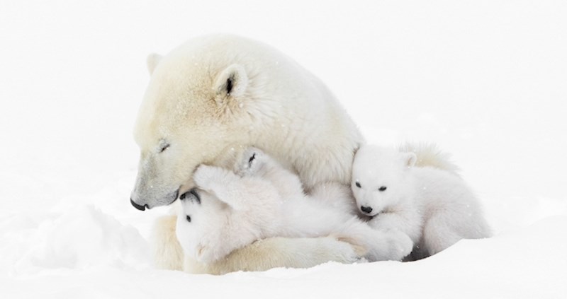 15 prekrasnih fotografija polarne medvjedice s mladuncima
