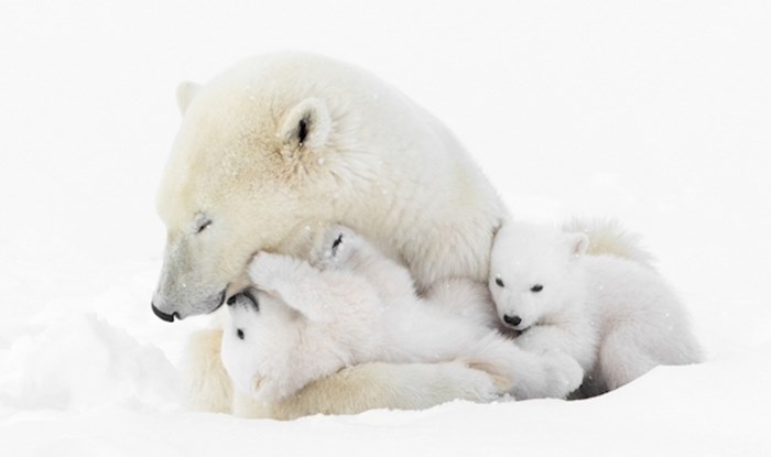 15 prekrasnih fotografija polarne medvjedice s mladuncima