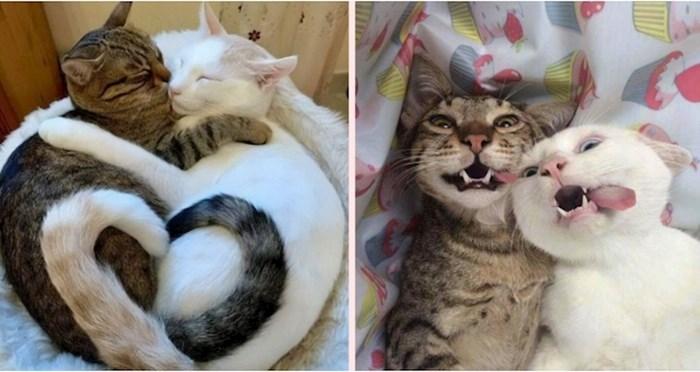 13 neodoljivih fotki koje su dokaz da su dvije mačke bolje od jedne