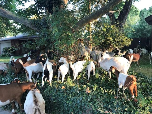 Reporter Joe Parris dokumentirao je kako je više od 100 koza "napalo" mirno susjedstvo u Boiseu.