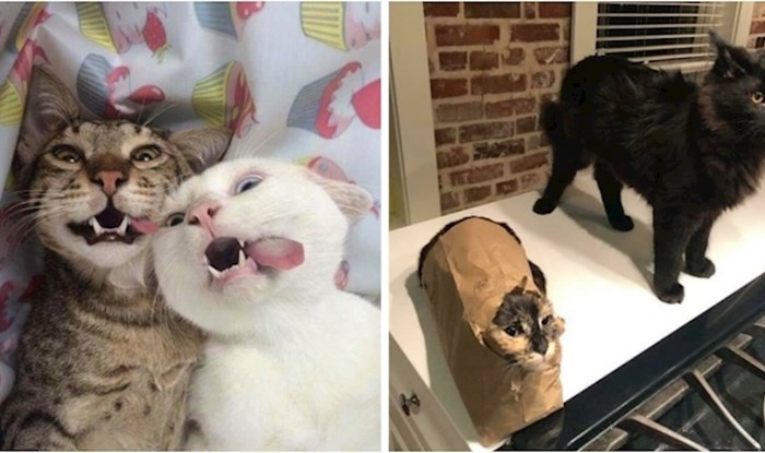 Ovi ljudi podijelili su fotke koje su dokaz koliko zabave donosi život s dvije mačke