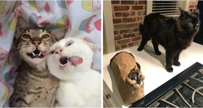 Ovi ljudi podijelili su fotke koje su dokaz koliko zabave donosi život s dvije mačke