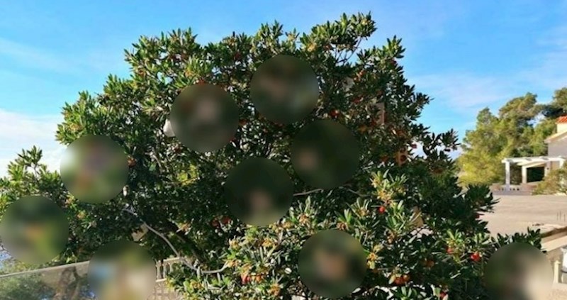 U Dalmaciji pred kućama možete vidjeti malo drugačije božićne ukrase