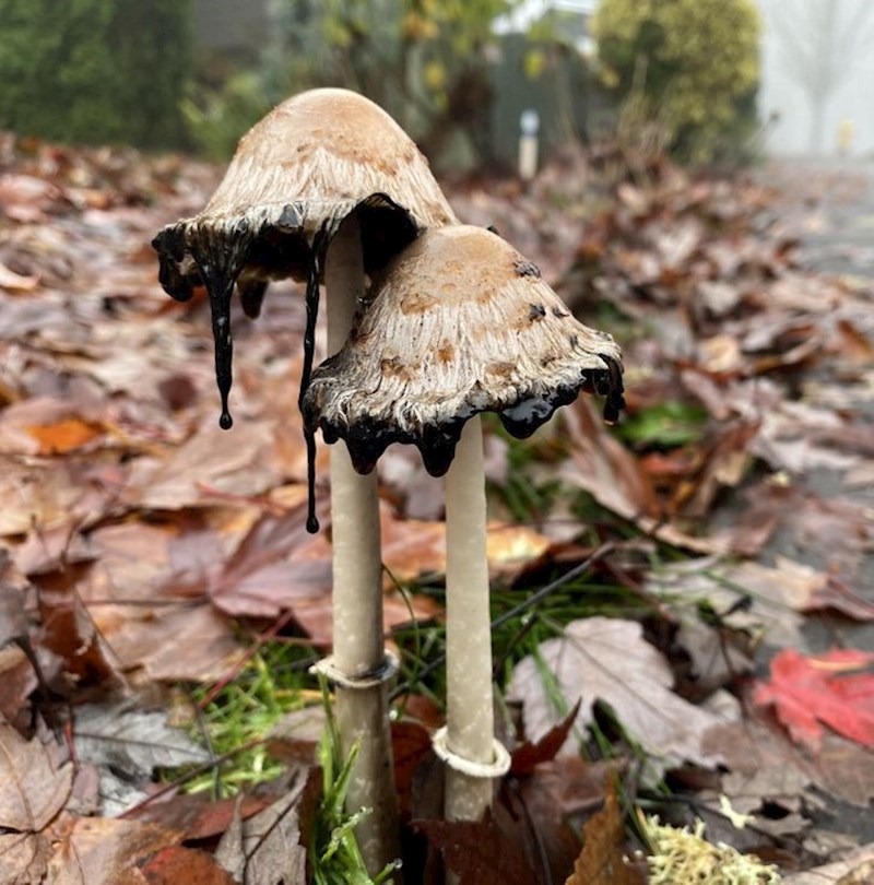 "Ove gljive puštaju crnu sluz."