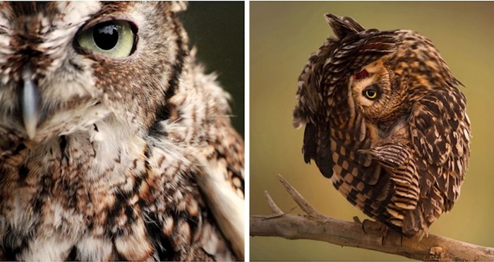 17 fotki prekrasnih noćnih životinja kakve još niste vidjeli
