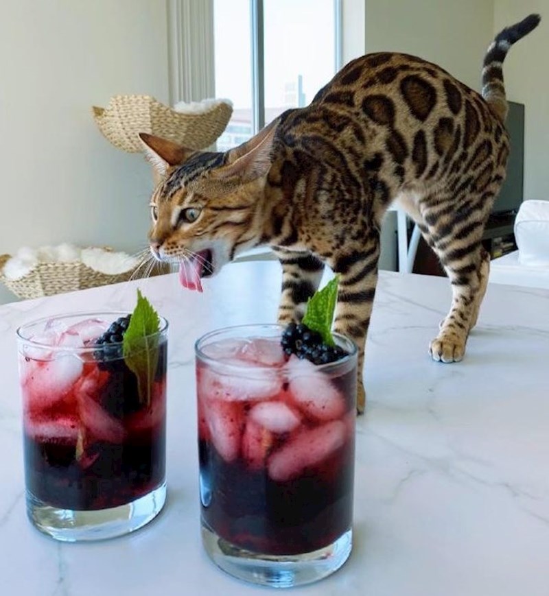 9. "Bok, moje ime je Clementine, imam 6 mjeseci i mrzim miris mente."