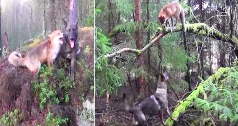 VIDEO Lisica i pas susreli su se u šumi i odmah postali prijatelji