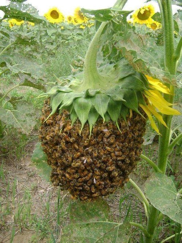 Ovaj nevjerojatan roj pčela.