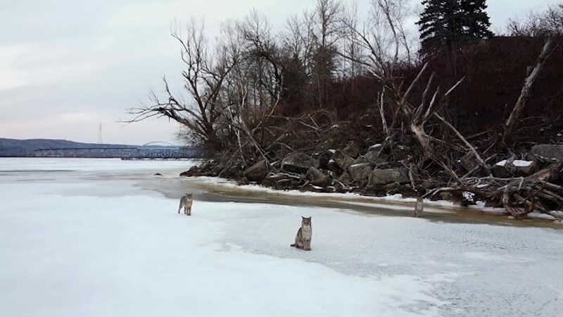 Iznenađujuće, mačke su bile prilično opuštene iako je dron letio uokolo.