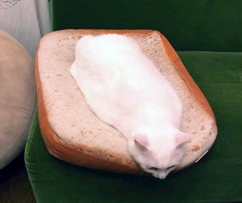 4. Baš kao i Terminator T-1000, mačke mogu poprimiti bilo koji oblik.