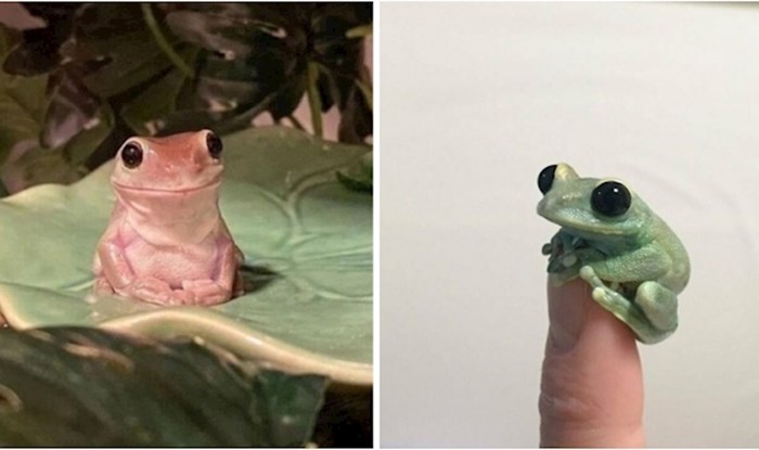 25 preslatkih i smiješnih žaba koje bi vam mogle uljepšati dan