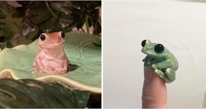 25 preslatkih i smiješnih žaba koje bi vam mogle uljepšati dan