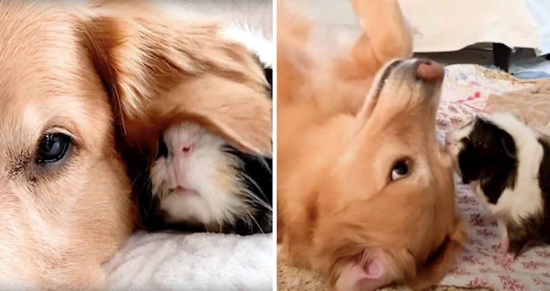 VIDEO Pogledajte neodoljivo prijateljstvo, zamorac Frankenstein uvijek je uz Pippin