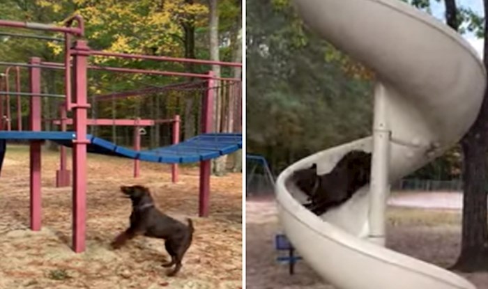 VIDEO Čovjek je doveo sina na igralište, a njihov pas oduševio se toboganom