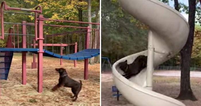 VIDEO Čovjek je doveo sina na igralište, a njihov pas oduševio se toboganom