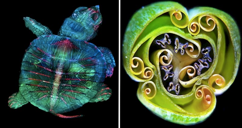 20 najboljih fotografija s ovogodišnjeg „Nikon small world" natjecanja
