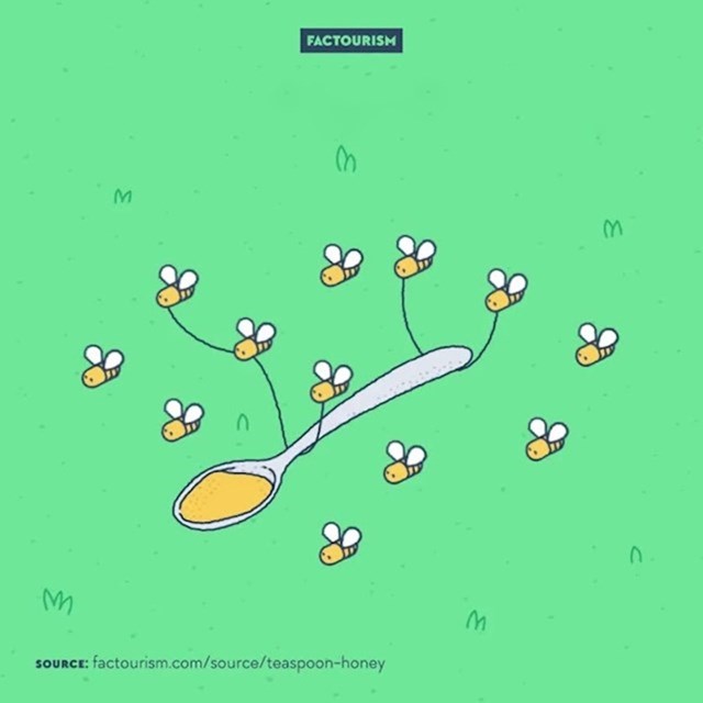 #13 Za jednu žličicu meda 12 pčela treba cijeli život raditi.