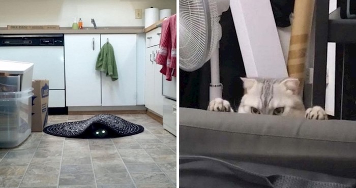 17 fotografija mačaka kojih se nećete moći lako riješiti