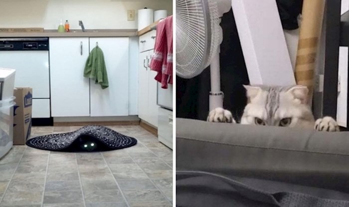 17 fotografija mačaka kojih se nećete moći lako riješiti