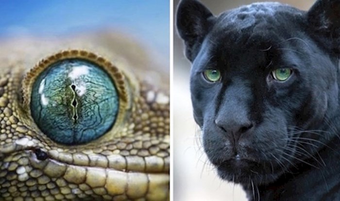 14 fotki životinja s čudesnim očima u krupnom planu