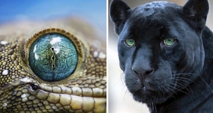 14 fotki životinja s čudesnim očima u krupnom planu