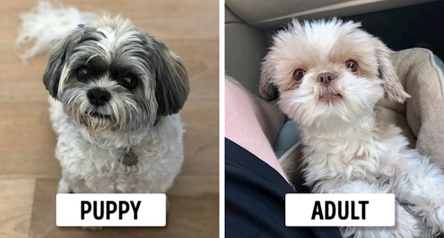 #14 Shih Tzu