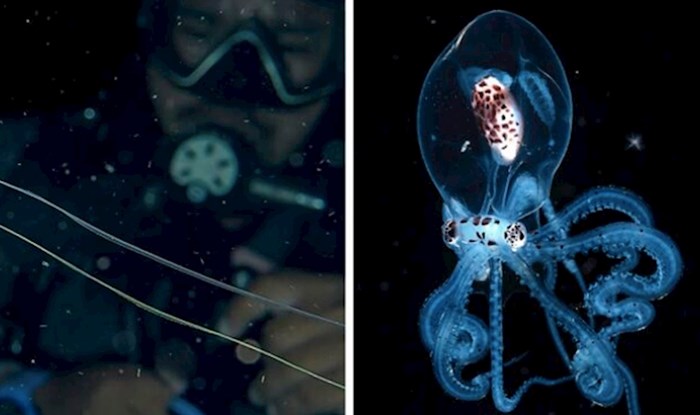 20 fotki hobotnica i drugih čudesnih stvorenja iz oceanskih dubina
