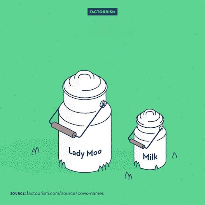 6. Krave koje imaju godišnje proizvedu 258 litara mlijeka više u odnosu na one koje nemaju imena.