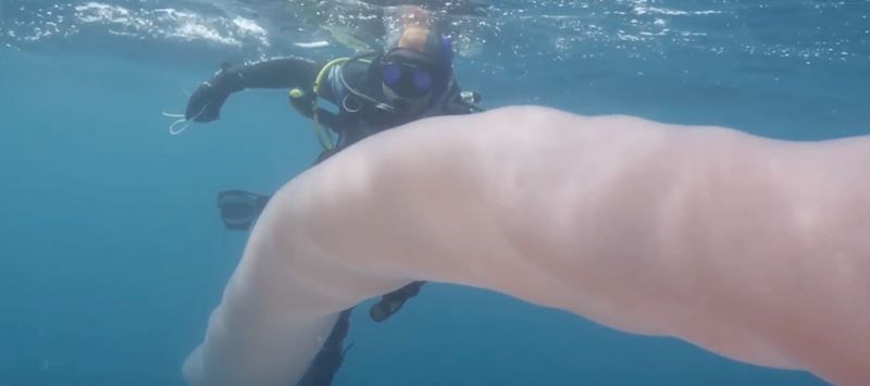 VIDEO Ova čudna cijev zapravo je veliko morsko stvorenje