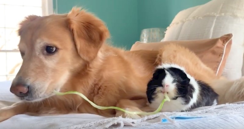 VIDEO Pogledajte ove preslatke prijatelje kako dijele špagete